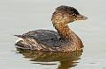 Kirms Photography Pied-billed Grebe-2